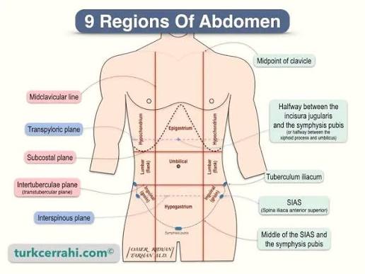 Figure 2.1: The nine regions of the abdomen defined by the midclavicular lines (vertical) and the subcostal and intertubercular planes (horizontal)
