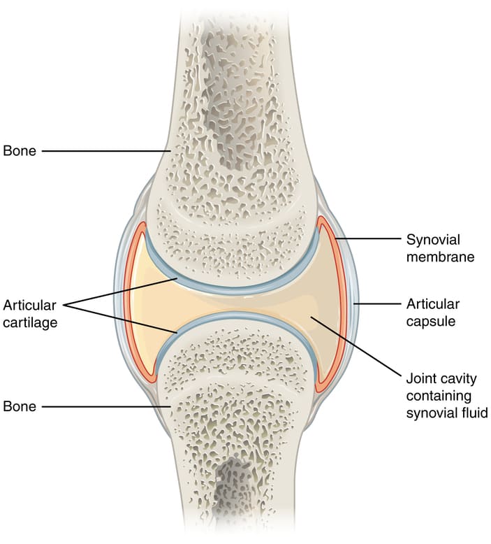 The structure of a joint