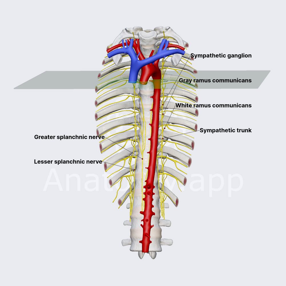 Figure: The sympathetic trunk showing white and grey rami communicantes, splanchnic nerves, and relationship to the aorta and vertebral column