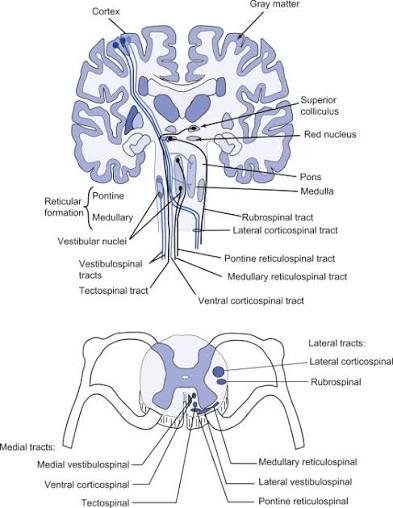 Figure 5.1 — The two reticulospinal tracts form a push-pull system for posture control