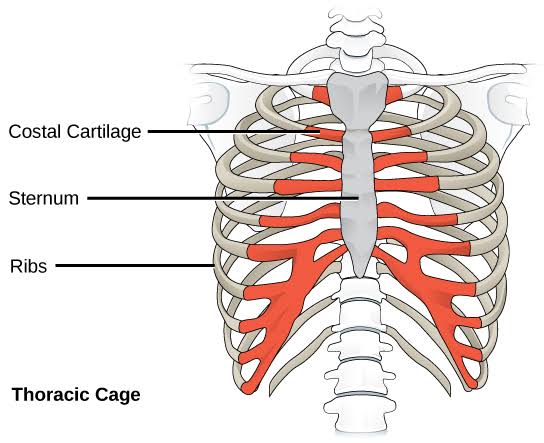 Figure 2.3 — Thoracic Cage showing Sternum, Costal Cartilage, and Rib classifications