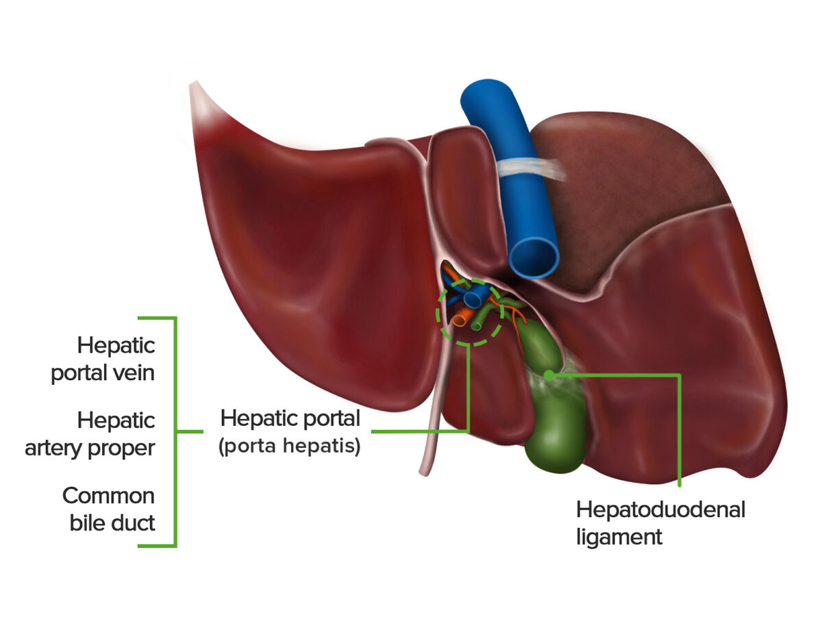 Figure 3.3 — Three-dimensional rendering of the porta hepatis showing the hepatic portal vein, hepatic artery, and hepatic ducts.