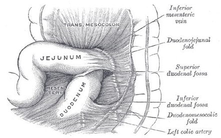 Figure 3.2: Transverse Mesocolon — Detailed anatomical illustration showing its relationship to the duodenum, jejunum, and duodenal fossae