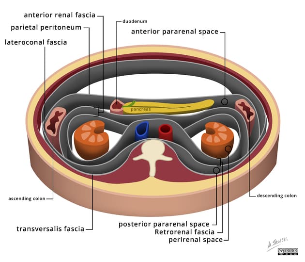 Figure: Transverse section illustrating retroperitoneal fascial compartments: anterior pararenal space, perirenal space, and posterior pararenal space