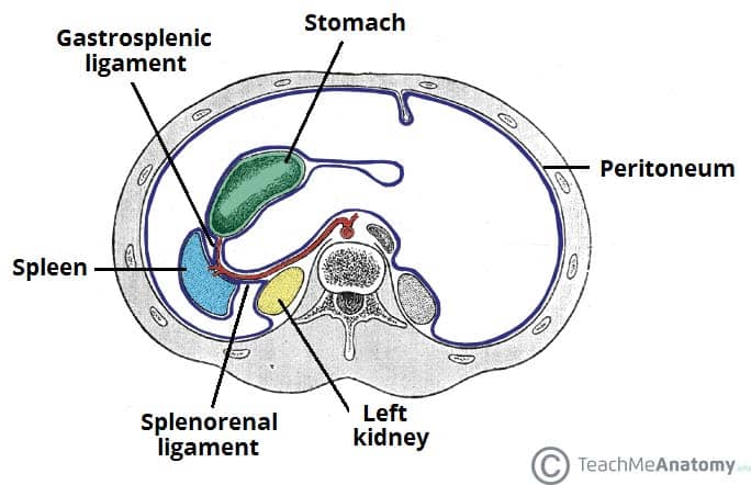 Figure 6.2 — Transverse section showing spleen, stomach, kidney, and connecting ligaments.