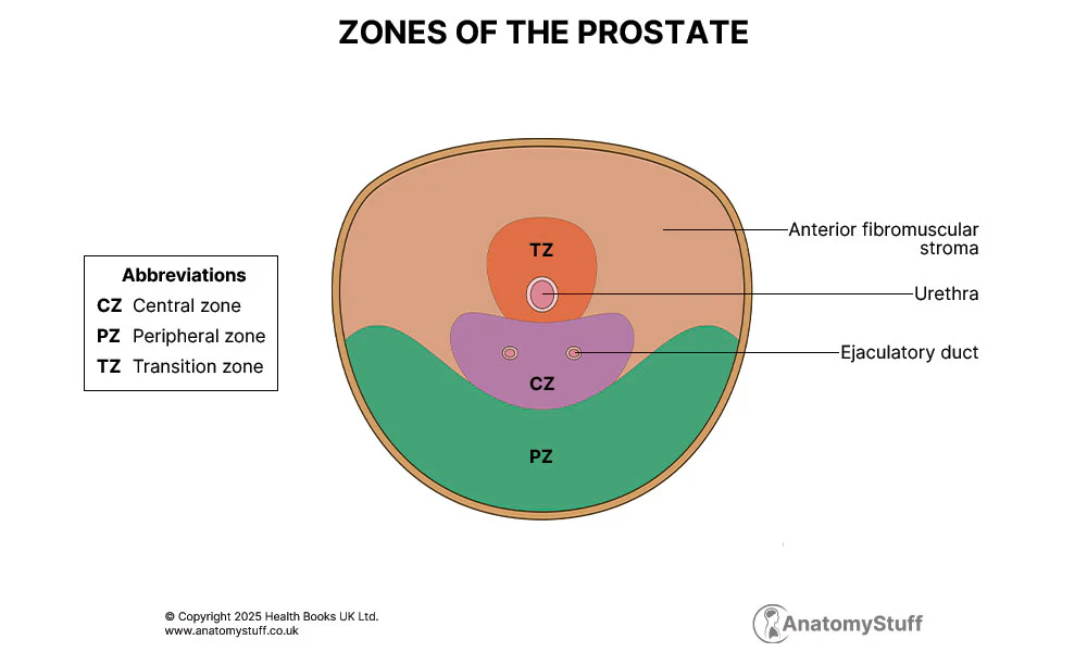 Figure 3.2 - Transverse section showing the four anatomical zones of the prostate: peripheral zone (PZ), central zone (CZ), transition zone (TZ), and anterior fibromuscular stroma