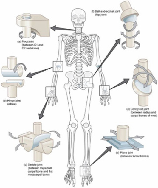 Figure 6: The six types of synovial joints and their locations in the human skeleton