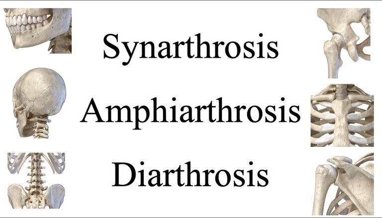 Types of joints