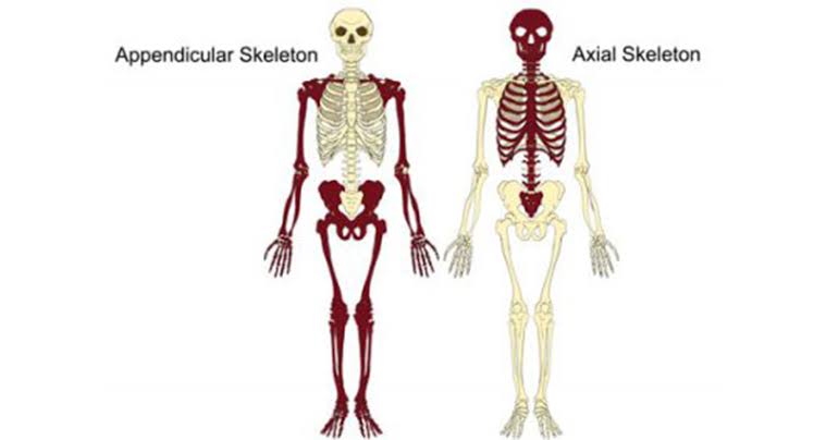 Types of skeleton: Appendicular and Axial