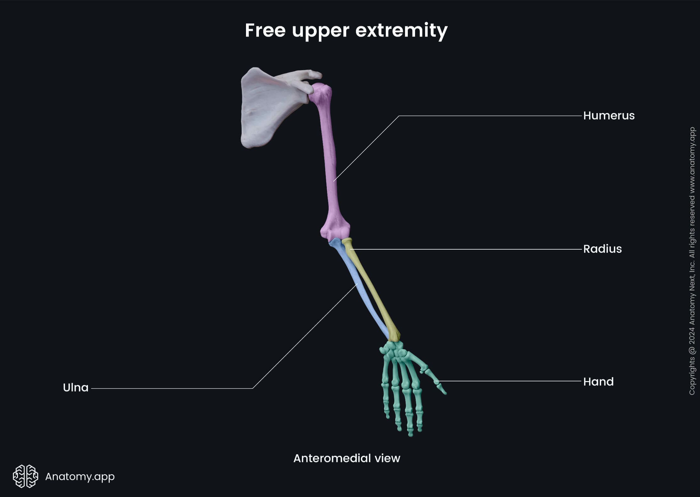 Figure 3.1 — Upper Limb Skeleton showing the relationship between pectoral girdle and free upper extremity
