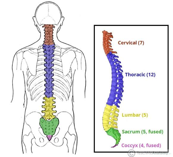 Figure 2.2 — Vertebral Column Regions showing Cervical, Thoracic, Lumbar, Sacral, and Coccygeal segments