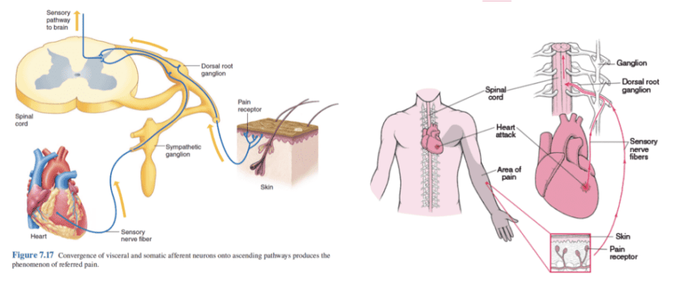 Figure 6: Visceral afferent pathway and convergence with somatic fibers in the dorsal horn