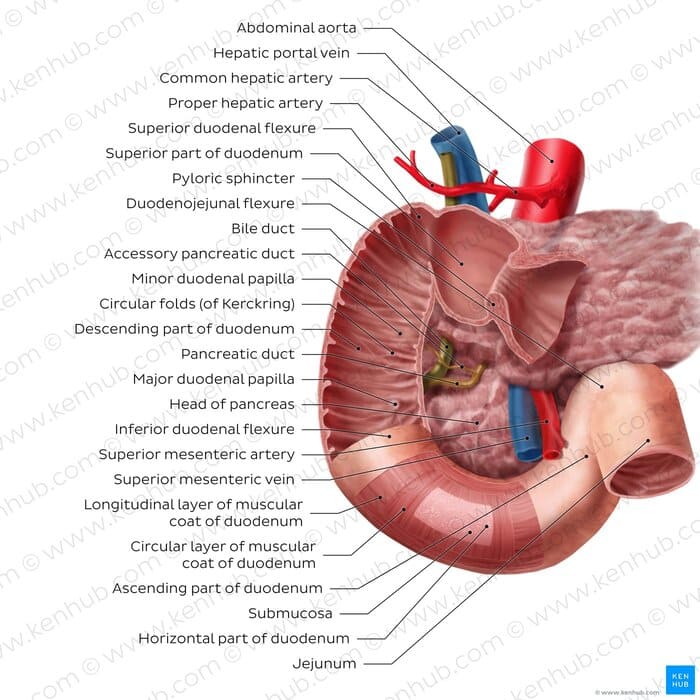 Figure 2.2: Anatomy of the Duodenum