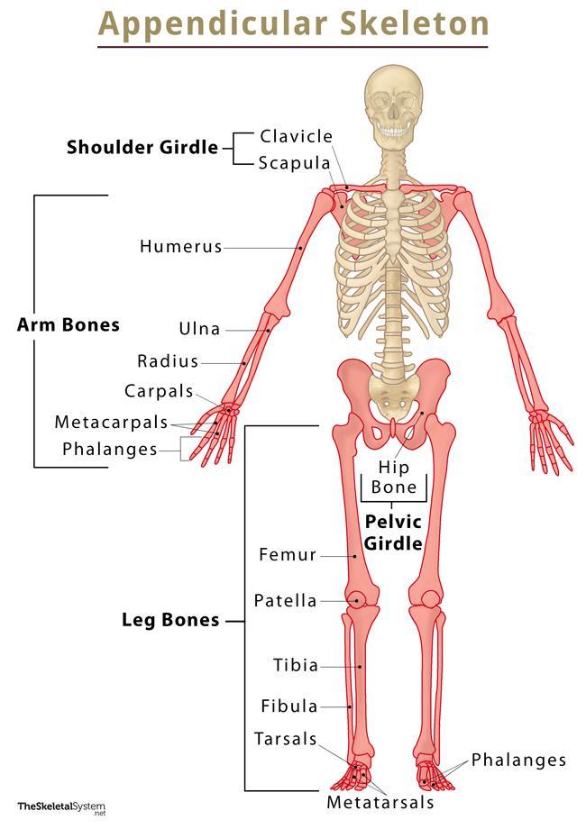 Figure 3: The Appendicular Skeleton — labeled diagram showing pectoral girdle, upper limb, pelvic girdle, and lower limb
