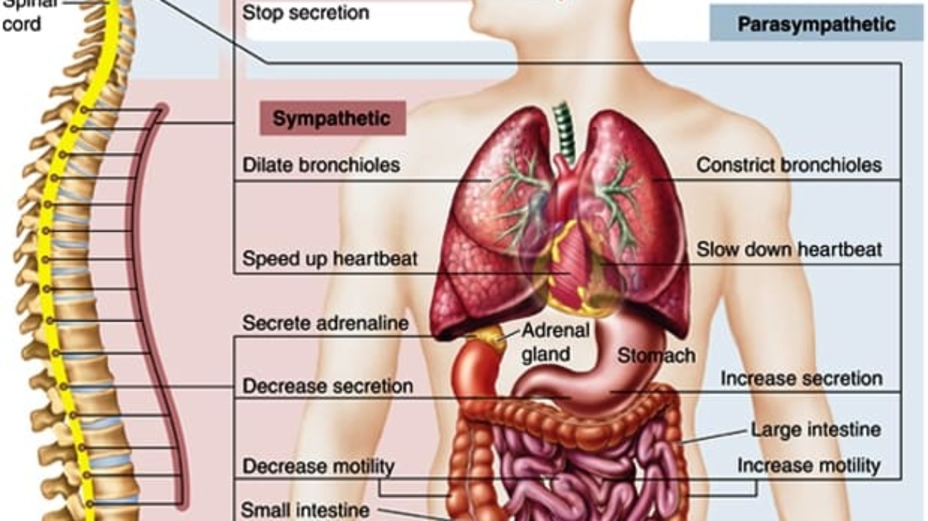Autonomic Nervous System