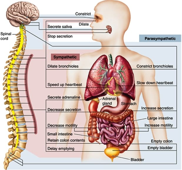 Autonomic Nervous System
