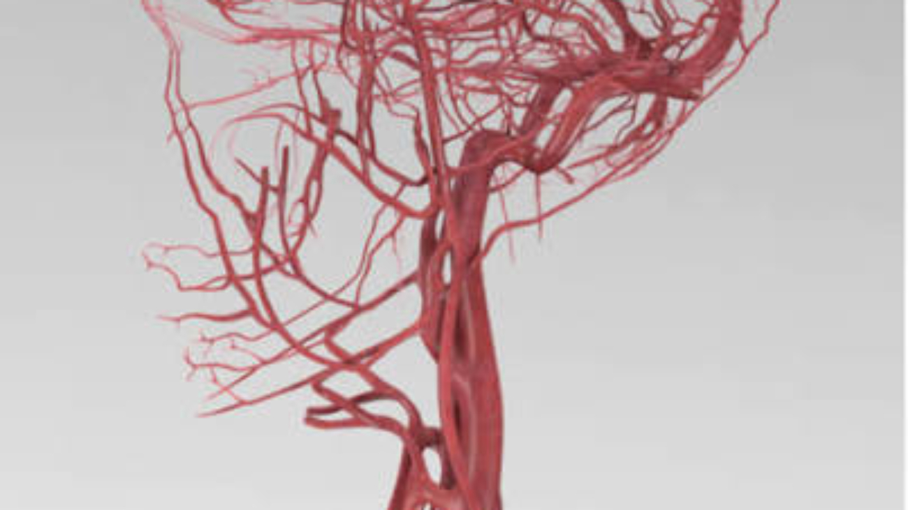 Blood Supply Of The CNS