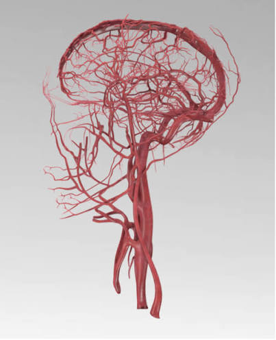 Blood Supply Of The CNS