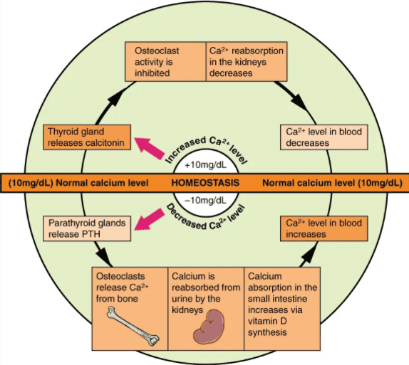 Figure 5: Calcium Homeostasis — Interactions between skeletal system, thyroid, and parathyroid glands