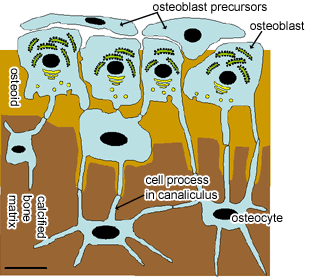 Figure 1.4 — Histology showing Osteoblasts, Osteocytes in Lacunae, and Canaliculi