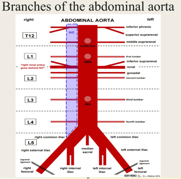 Figure: Schematic diagram of the abdominal aorta and its branches with vertebral levels (T12–L5). Note the relationship to the IVC