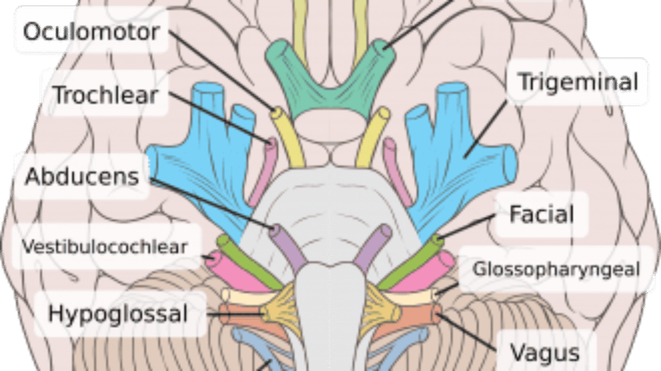 Cranial Nerves