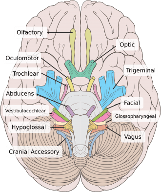 Cranial Nerves