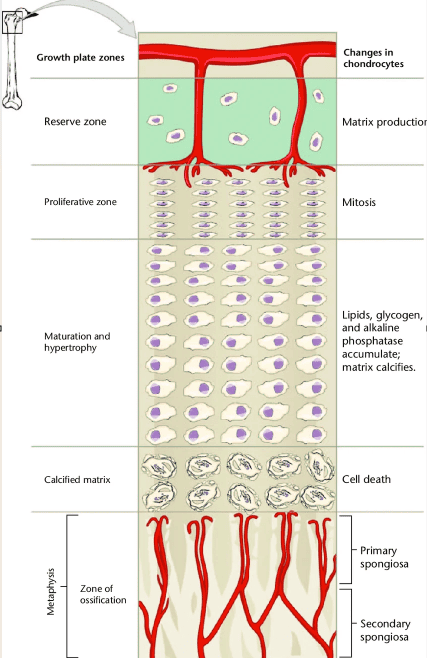 Figure 3.3 — Growth Plate Zones with Chondrocyte Changes (Reserve → Proliferative → Hypertrophy → Calcified Matrix → Ossification)