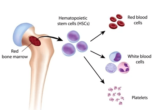 Figure 3: Hematopoiesis Process — Red bone marrow in the proximal femur produces blood cells