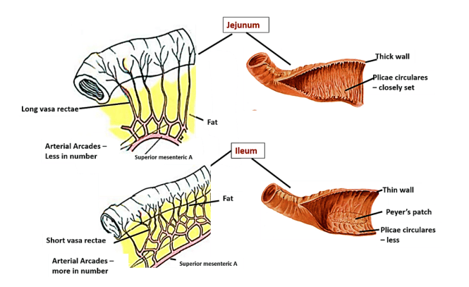 Figure 3.1: Comparative Anatomy of Jejunum and Ileum
