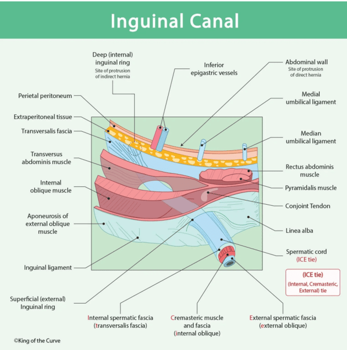 Figure 6.2: Detailed cross-section of the inguinal canal showing all layers and the ICE tie fascial layers