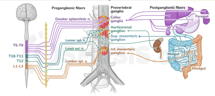 Figure 6.4: Autonomic Innervation of the Abdominal Viscera