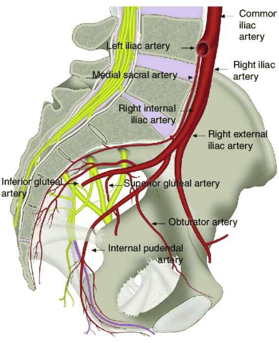 Figure 5.1 - Lateral view showing the course of the internal pudendal artery from the internal iliac artery, exiting the greater sciatic foramen, passing around the sacrospinous ligament, and entering the lesser sciatic foramen