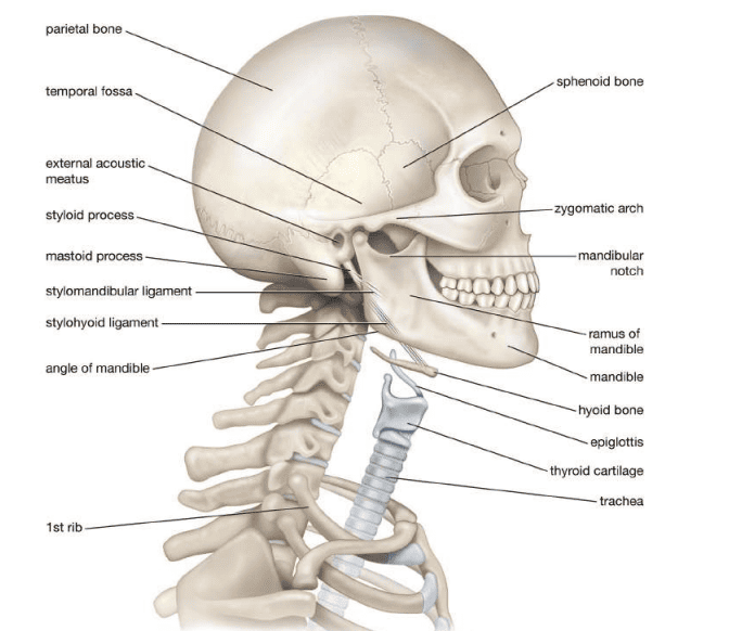 Figure 2: Lateral view of the skull showing cranial and facial bones with detailed labels