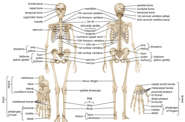 Figure 1: The Human Skeletal System — Anterior and Posterior Views with Major Bones Labelled