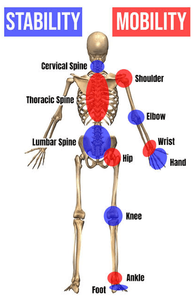 Figure 4.2: The mobility-stability relationship across the kinetic chain. Red = mobile; Blue = stable