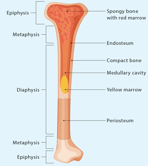 Figure 1.3 — Structure of a Long Bone with marrow cavities and periosteum labeled