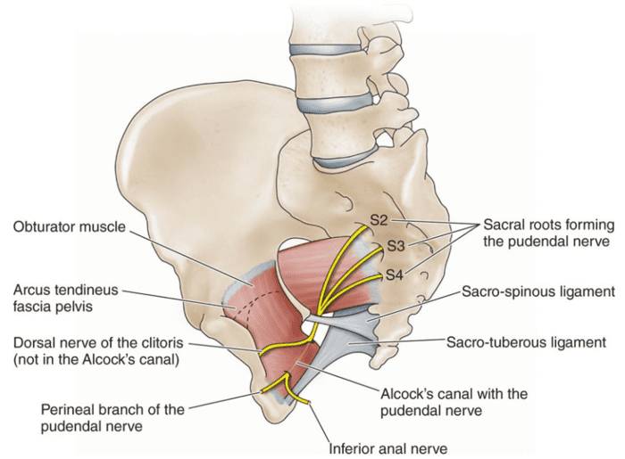 Figure 4.3 - Lateral view showing the pudendal nerve and internal pudendal vessels within Alcock's canal on the lateral wall of the ischioanal fossa