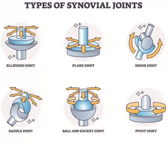 Figure 2.2 — Types of Synovial Joints: Ellipsoid, Plane, Hinge, Saddle, Ball-and-Socket, and Pivot