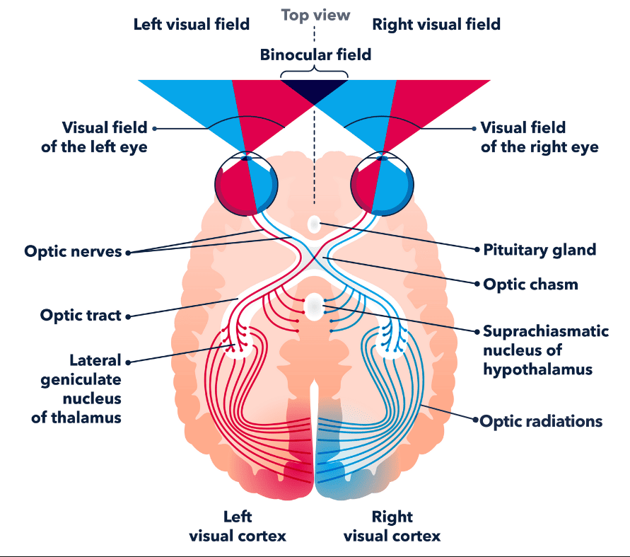Figures 5 & 6: The visual pathway from retina to visual cortex, noting the crossing at the chiasm