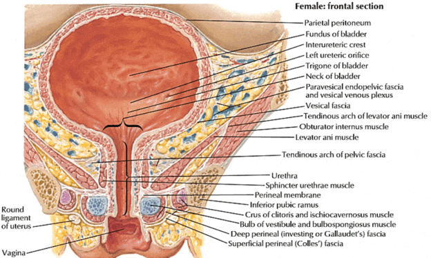 Figure 1: Anatomy of the Urinary Bladder and Urethra (Sagittal Section — Female) showing trigone, sphincters, and urethral orifice