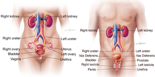 Figure 5: Anatomy of the male and female urinary tract showing the kidneys, ureters, urinary bladder, and urethra.