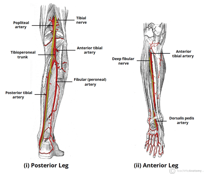 Figure 2. Arteries and nerves of the anterior lower leg and dorsum of the foot