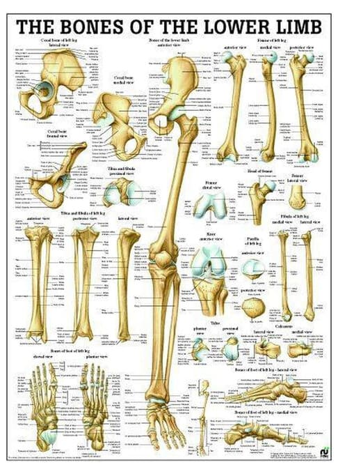 Figure 1. Bones of the lower limb including hip bone, femur, patella, tibia, fibula, tarsals, metatarsals, and phalanges