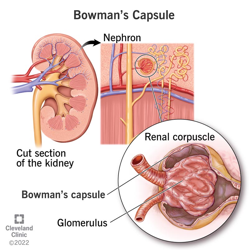 Figure 2: Bowman's Capsule & Renal Corpuscle — showing glomerulus, Bowman's capsule, and proximal convoluted tubule