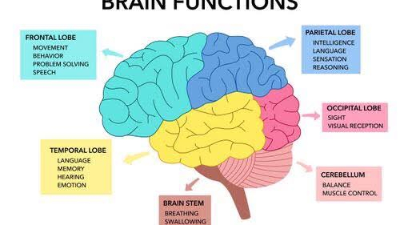 Categories: Memory, forgetting, attention, concentration, intelligence, emotions