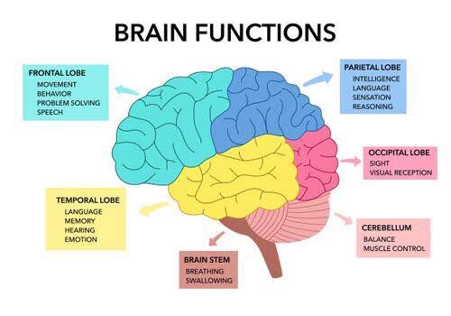 Categories: Memory, forgetting, attention, concentration, intelligence, emotions