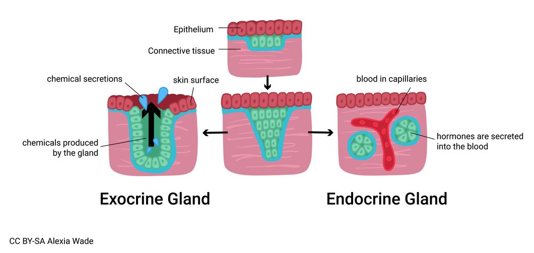 Figure 1: Comparison of exocrine and endocrine gland structure showing ductal vs ductless secretion