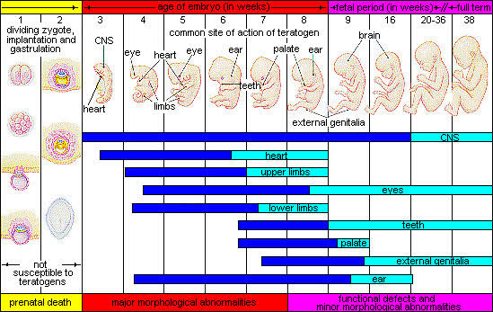 Figure 2. Critical periods of human development showing windows of susceptibility for major organ systems. The embryonic period represents the highest vulnerability.