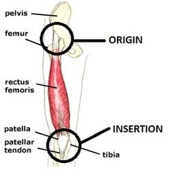 Definition of key terms (Muscle, Origin, Insertion)